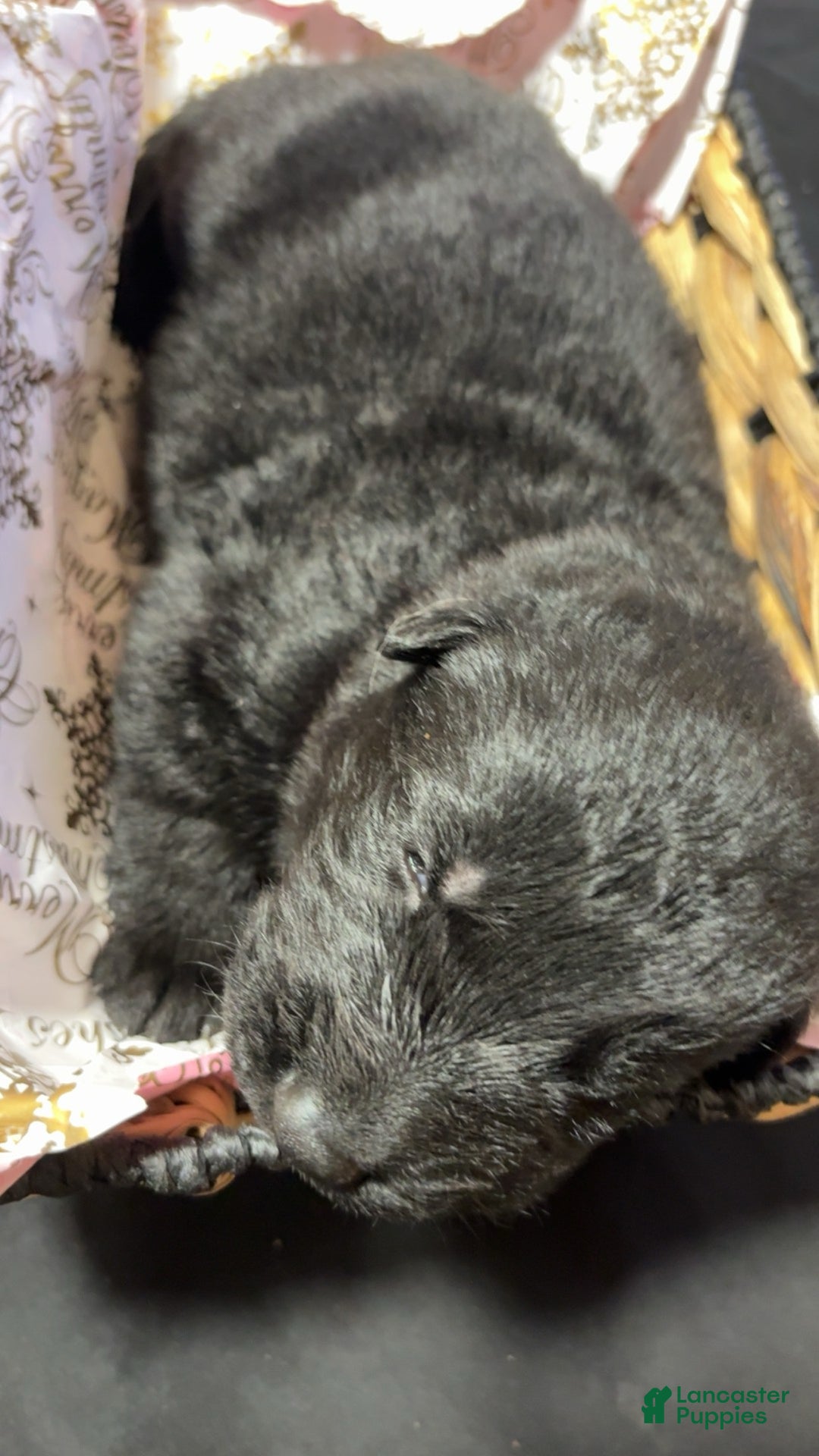 German Shepherd dogs for sale: Blaze - Ad 7