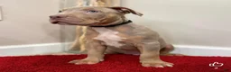 American Bully dogs for sale: American Bully Puppy 7 - Ad 10