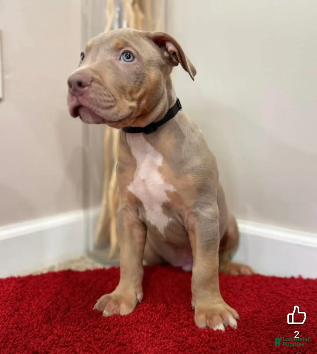 American Bully dogs for sale: American Bully Puppy 7 - Ad 10