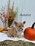 Welsh Corgi Pembroke dogs for sale: Autumn - Ad 18