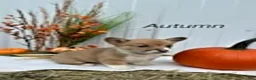 Welsh Corgi Pembroke dogs for sale: Autumn - Ad 1