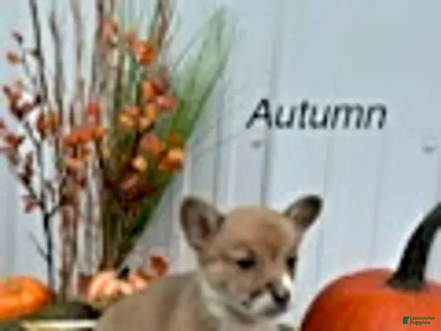 Welsh Corgi Pembroke dogs for sale: Autumn - Ad 34