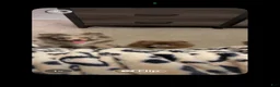 Pomeranian dogs for sale: Pomeranian 1 - Ad 9