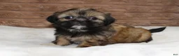 Shih Tzu dogs for sale: Bailey - Ad 3
