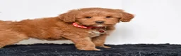Mini Goldendoodle dogs for sale: Ms. Mackenzie  - Ad 4