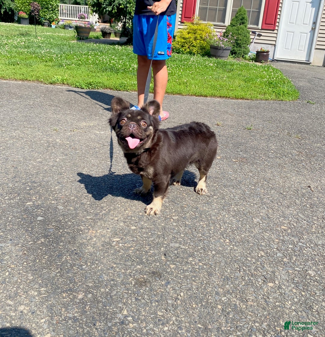 French Bulldog dogs for sale: Gabby - Ad 2