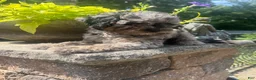 Mini Aussiedoodle dogs for sale: Ozzie - Ad 5