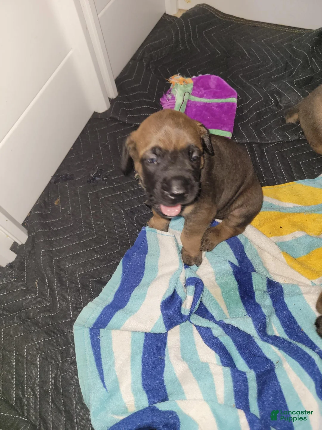 Mixed Breed dogs for sale: Mixed Breed 2 - Ad 11