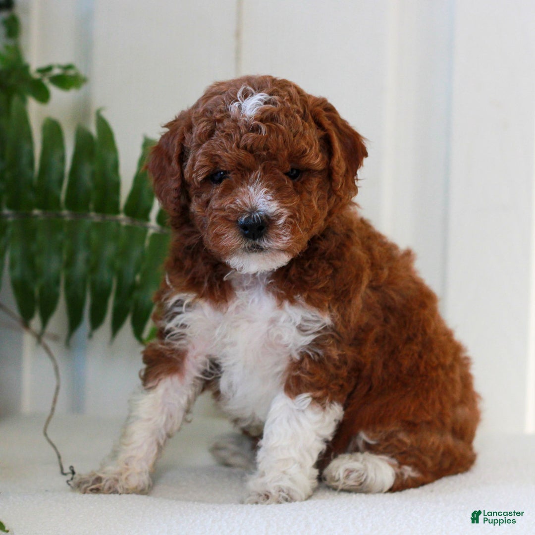 Mini Goldendoodle dogs for sale: Jessa  - Ad 3