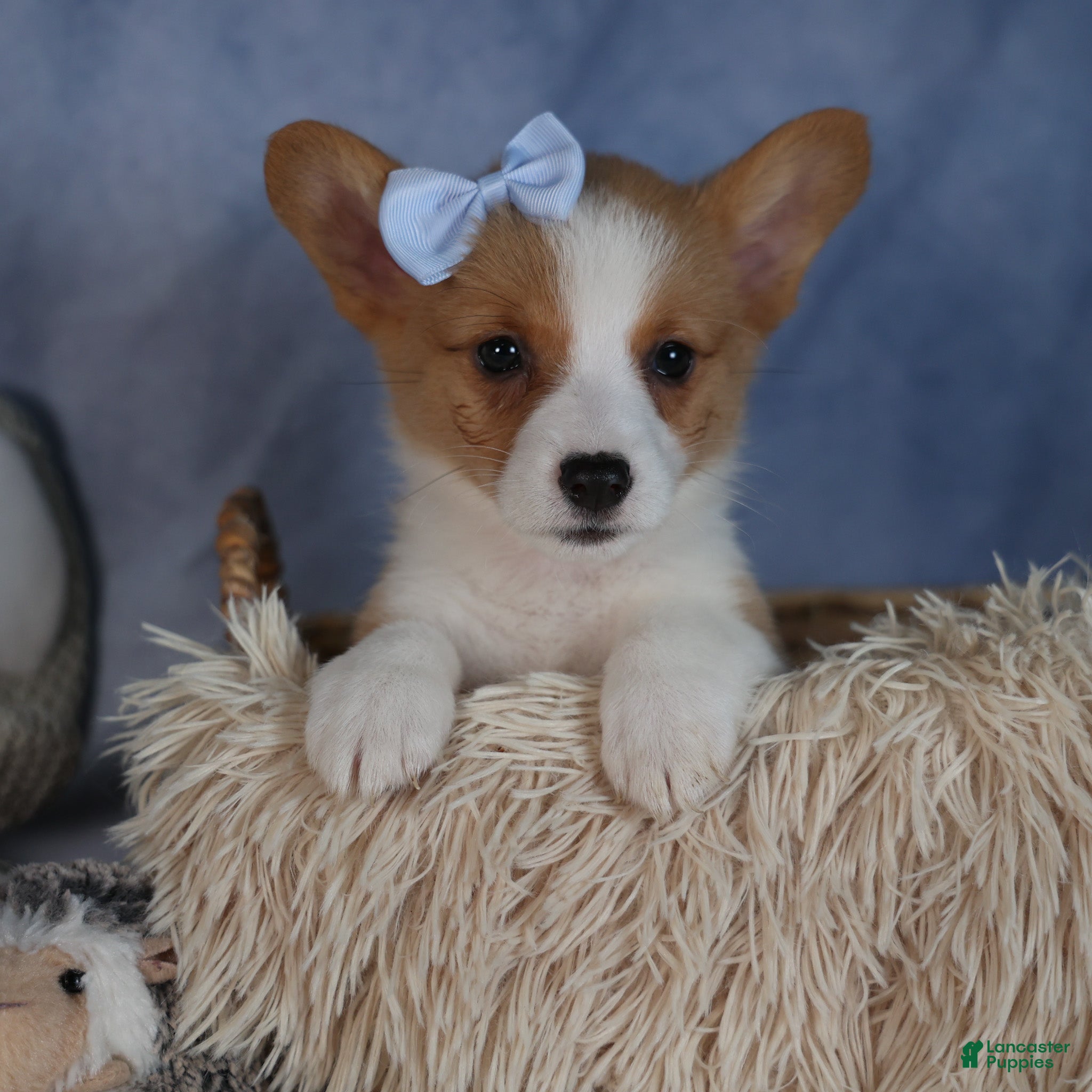 Welsh Corgi Pembroke dogs Diana - Ad 24