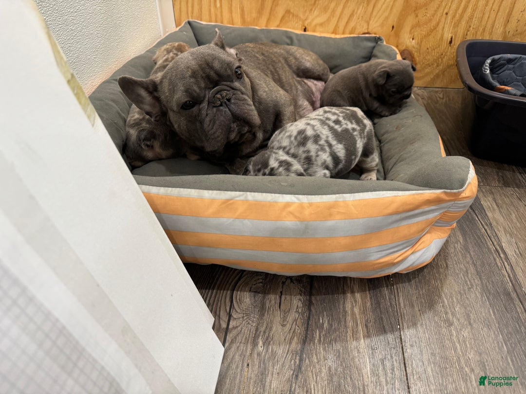 French Bulldog dogs for sale: French Bulldog Puppy 1 - Ad 4