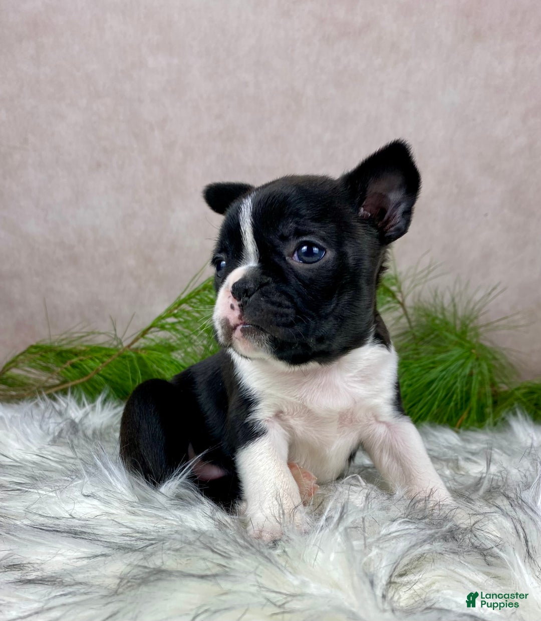 Boston Terrier dogs for sale: Miss Chloe  - Ad 4