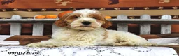 Goldendoodle dogs for sale: Lass   - Ad 3