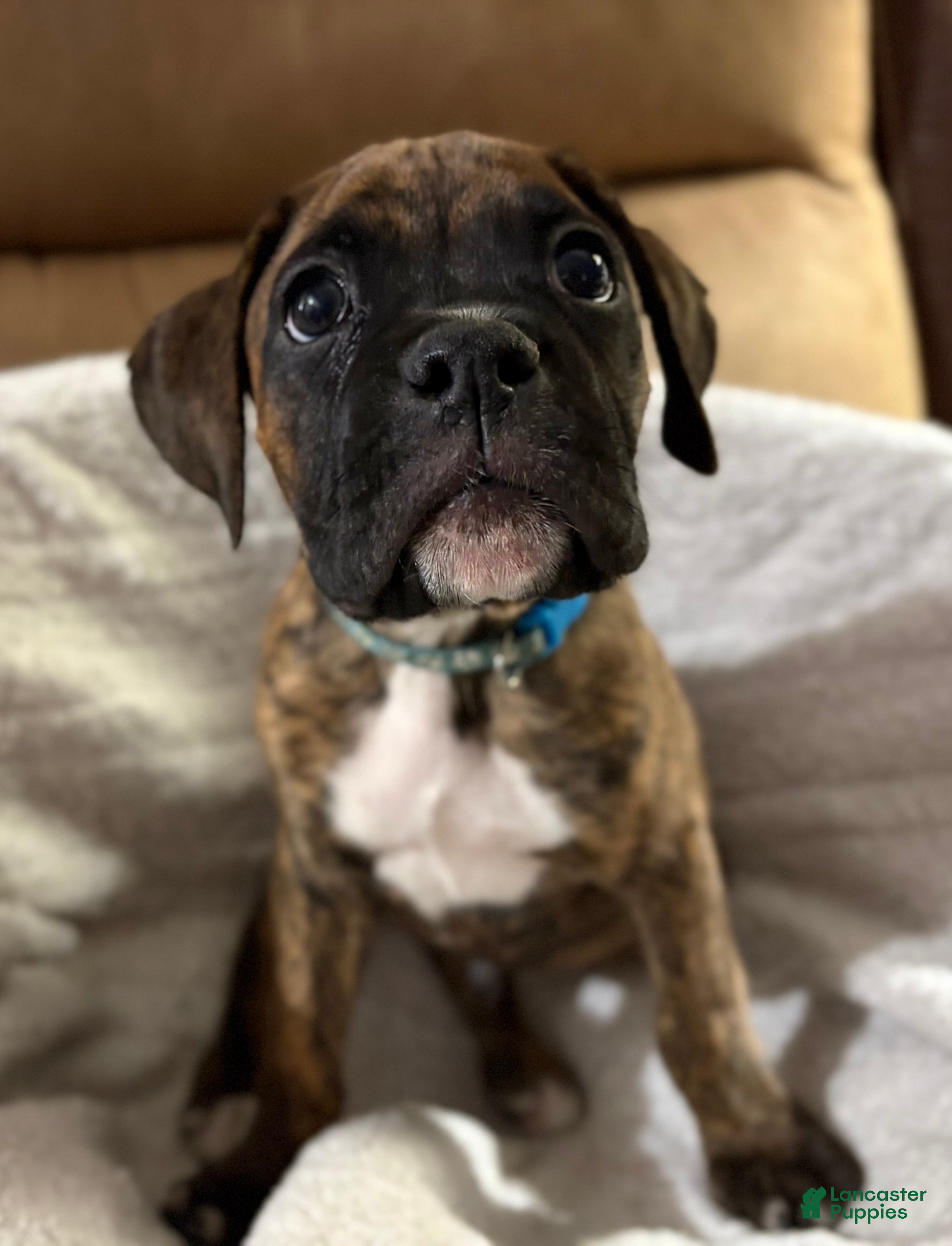 Boxer dogs Blue - Ad 2