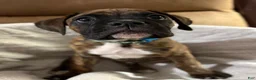 Boxer dogs for sale: Blue - Ad 2