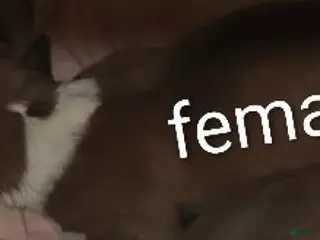 Mixed Breed dogs Mixed Breed Puppy 2 - Ad 27