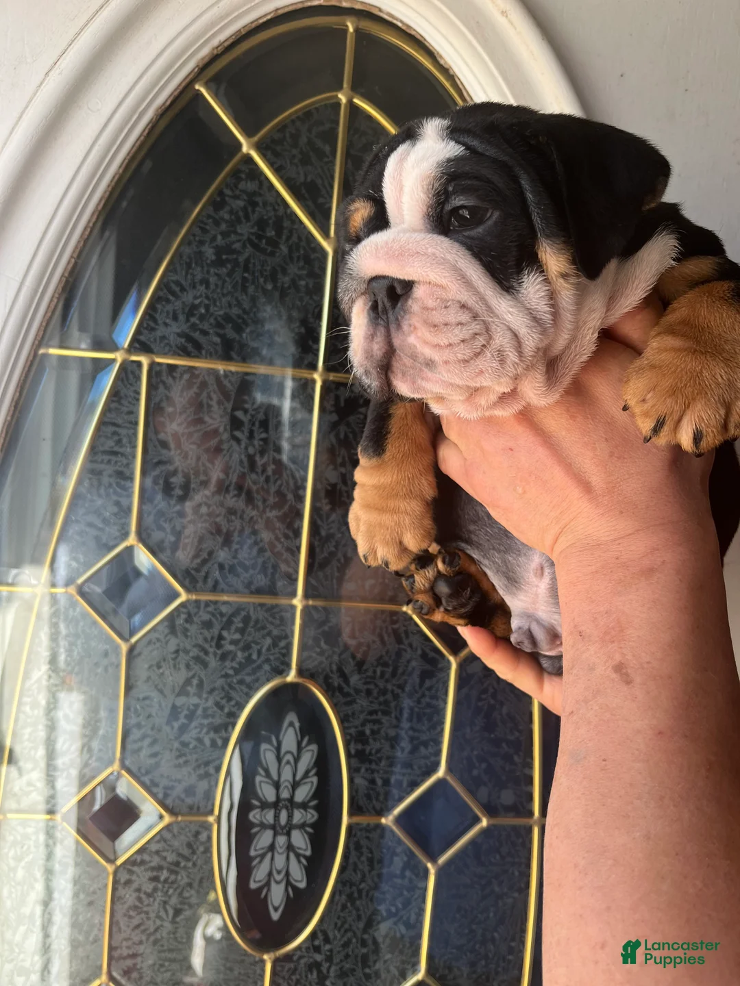 English Bulldog dogs for sale: English Bulldog Puppy 2 - Ad 10