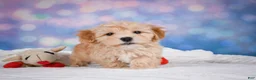 Maltipoo dogs for sale: Ginger - Ad 3