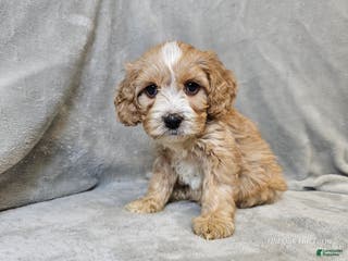 Cavapoo dogs Gnocchi - Ad 3