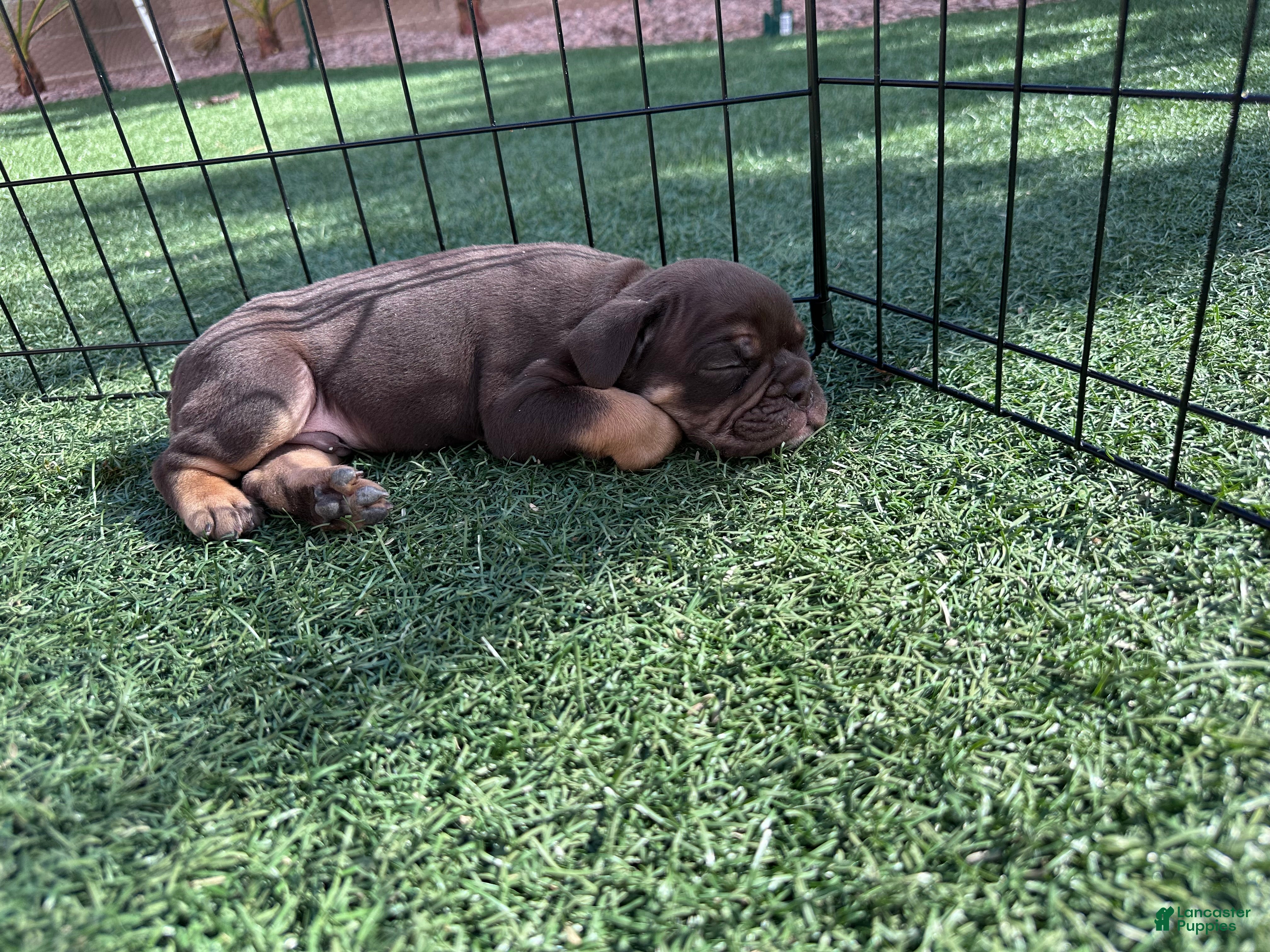 English Bulldog dogs Apollo  - Ad 2