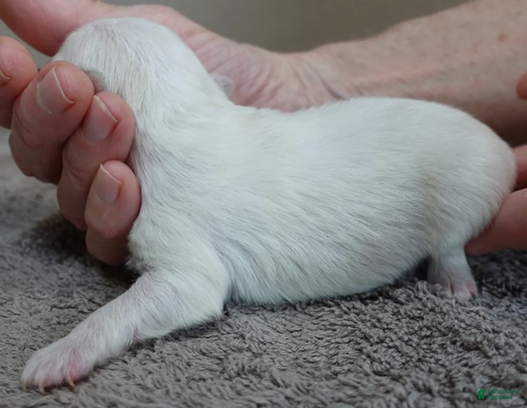 Maltese dogs for sale: Harpo - Ad 8