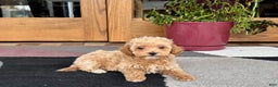 Maltipoo dogs for sale: Maltipoo Puppy 2 female - Ad 9