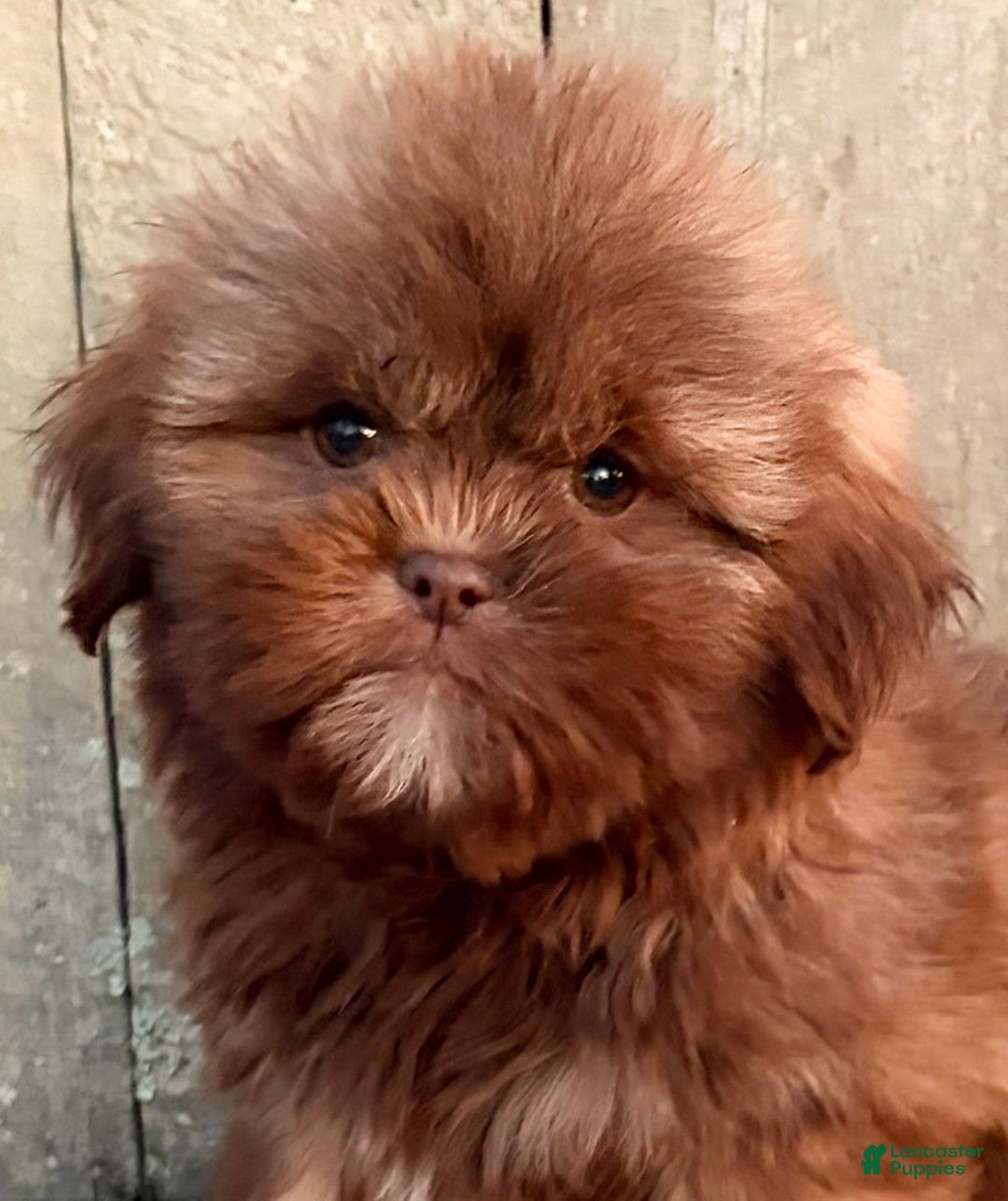 Shih Tzu dogs for sale: 💛 IN BOSTON MASSACHUSETTS AREA 💛 PUREBRED CHOCOLATE SHIH TZU 💛 ESTIMATED ADULT SIZE 10-12 LBS 💛 - Ad 8