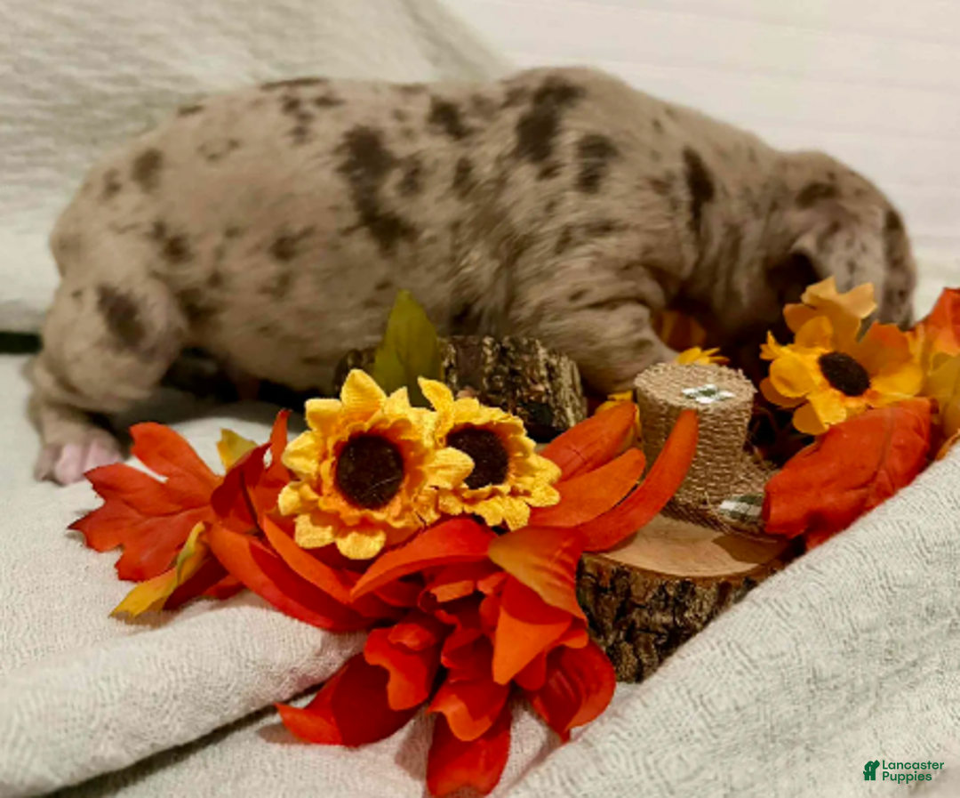 Great Dane dogs for sale: Kovu - Ad 6