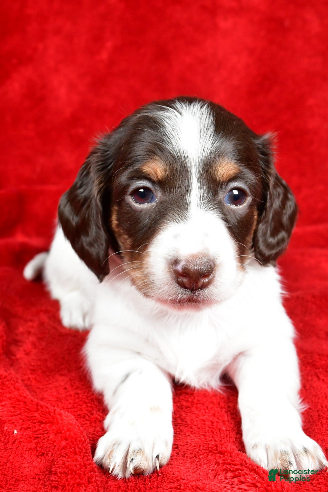 Miniature Dachshund dogs for sale: Chloe - Ad 6