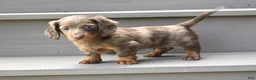 Miniature Dachshund dogs for sale: AKC Rowdy - Ad 6