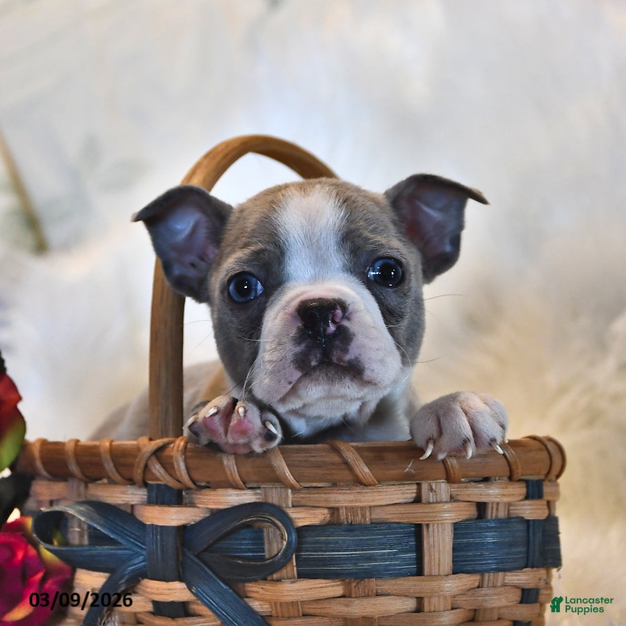 Boston Terrier dogs Dallas - Ad 1