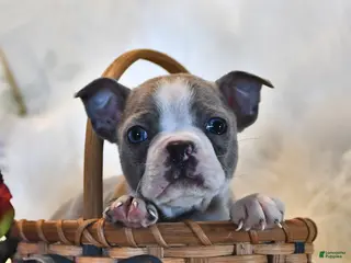 Boston Terrier dogs for sale: Dallas - Ad 1
