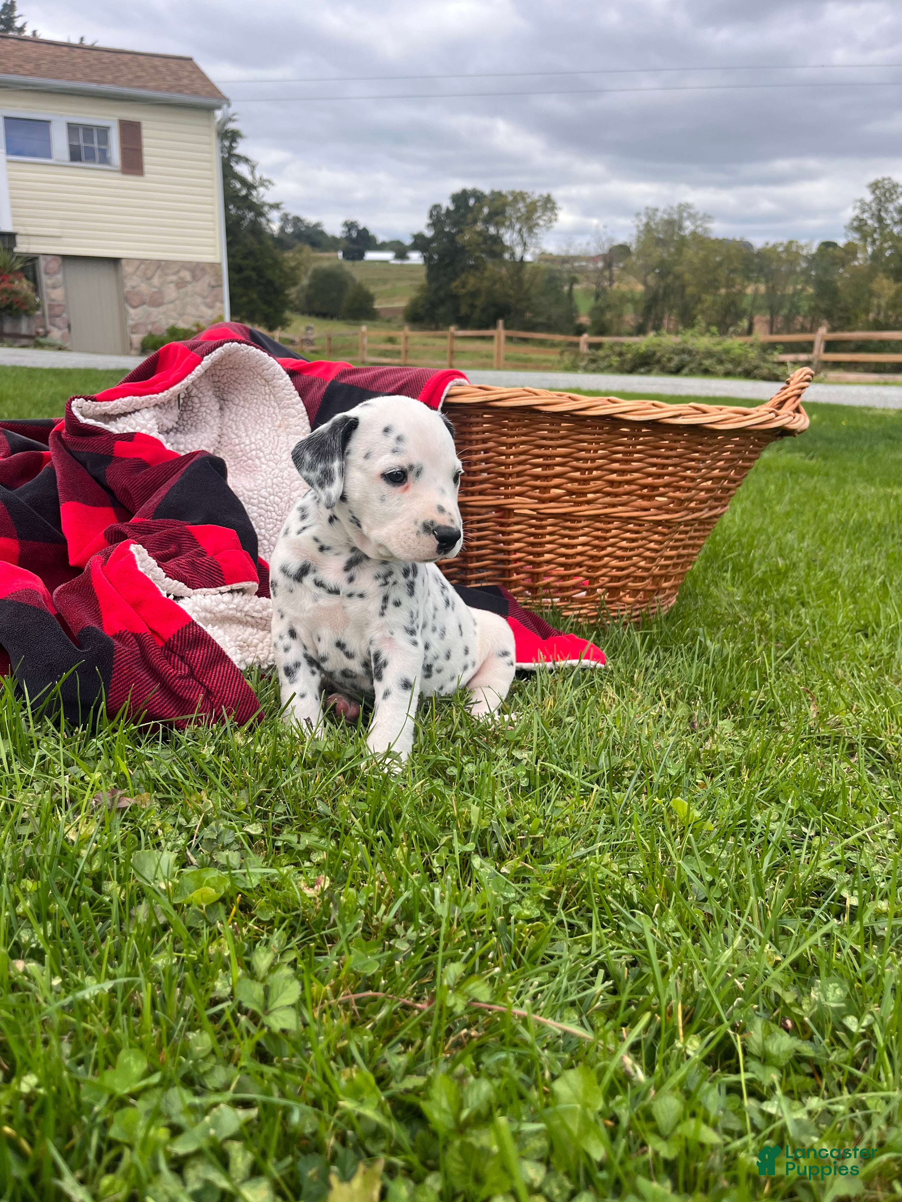 Dalmatian dogs Robert❤️Genetic Health Tested - Ad 2