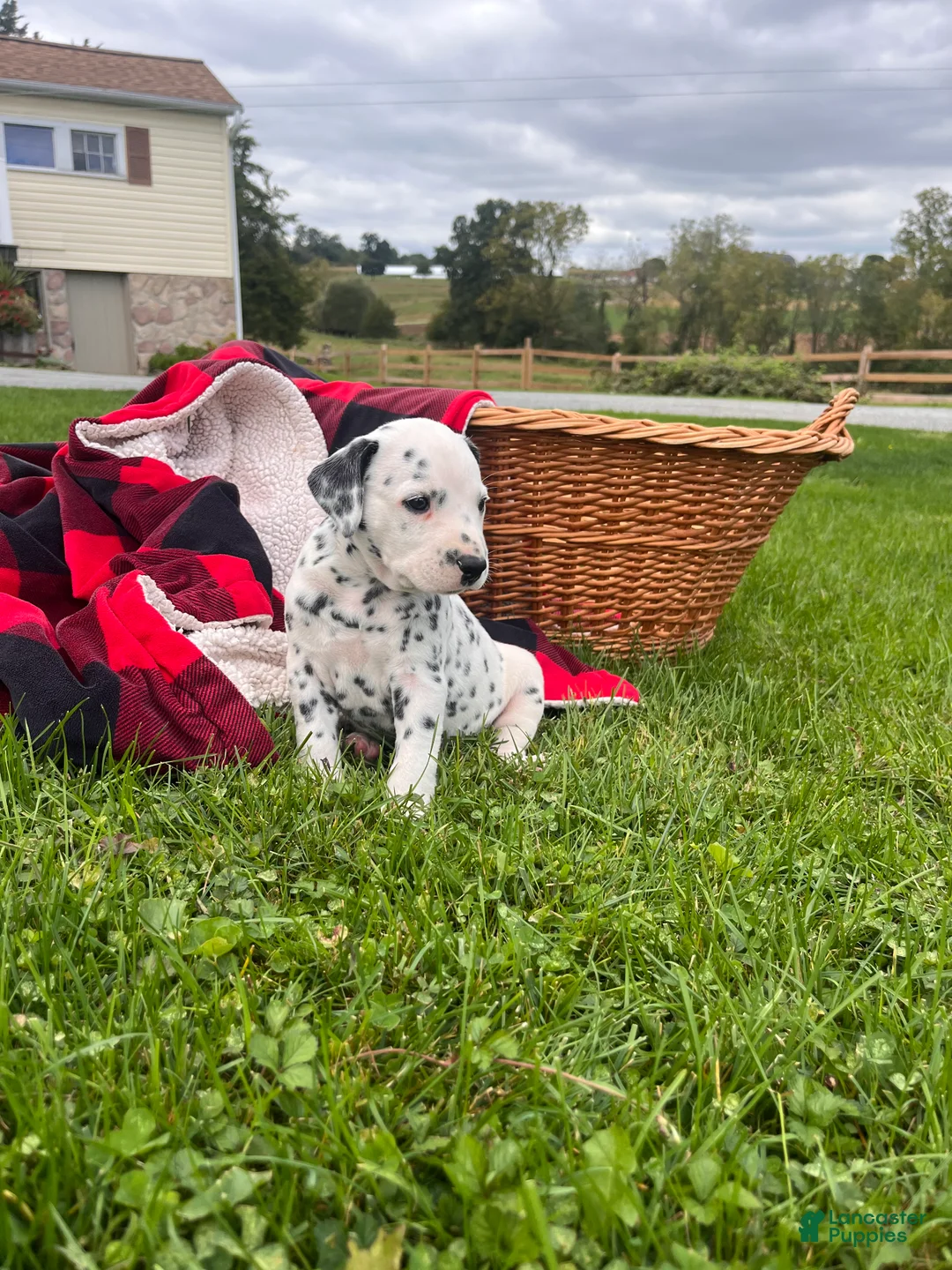 Dalmatian dogs for sale: Robert❤️Genetic Health Tested - Ad 2