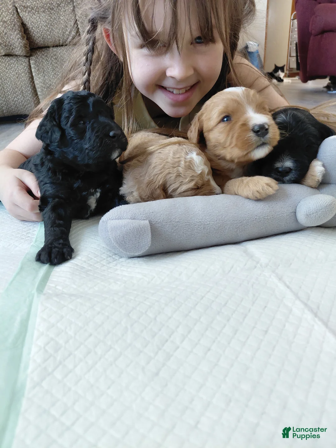 Mini Goldendoodle dogs for sale: Mini Goldendoodle DREAMER - Ad 8