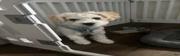 Mixed Breed dogs for sale: Cashew - Ad 4