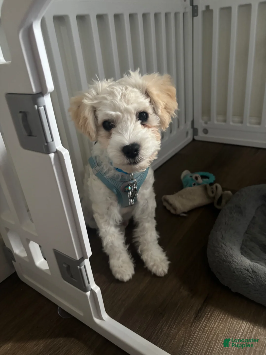 Mixed Breed dogs for sale: Cashew - Ad 4