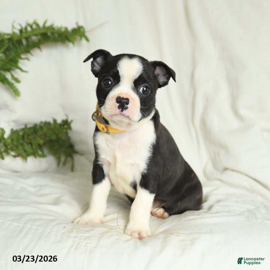 Boston Terrier dogs Buddy - Ad 1
