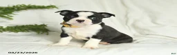 Boston Terrier dogs for sale: Buddy - Ad 1