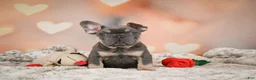 French Bulldog dogs for sale: Aaron - Ad 5