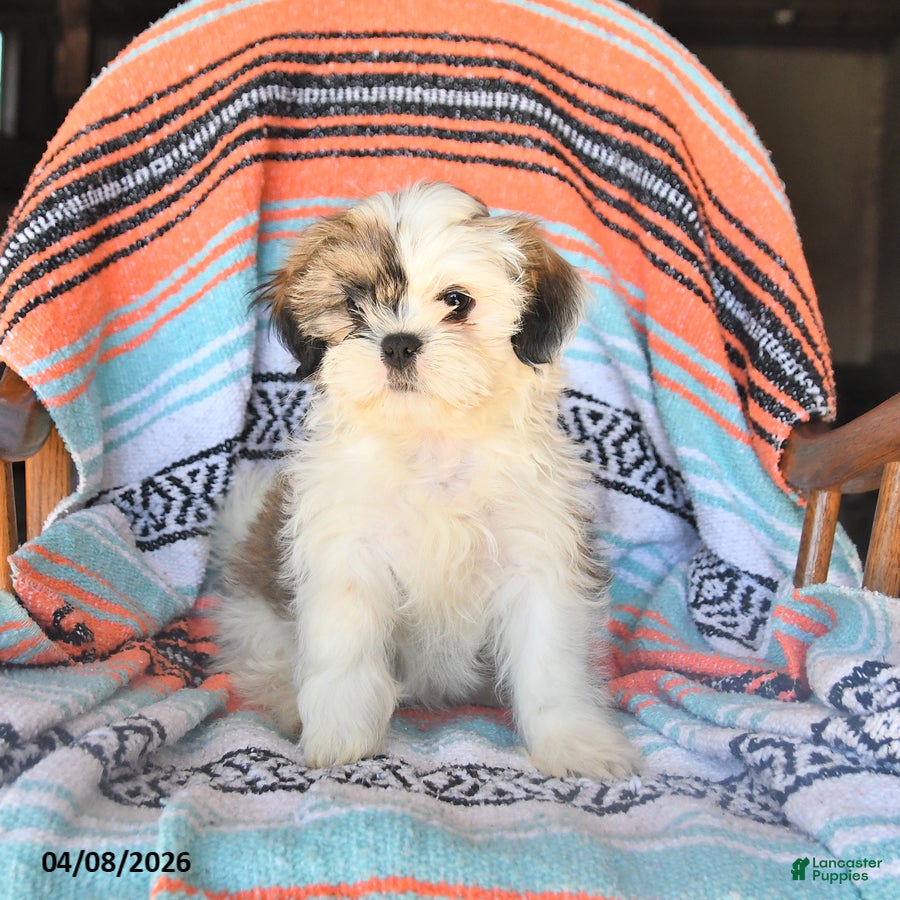 Shih Tzu dogs Washington - Ad 2