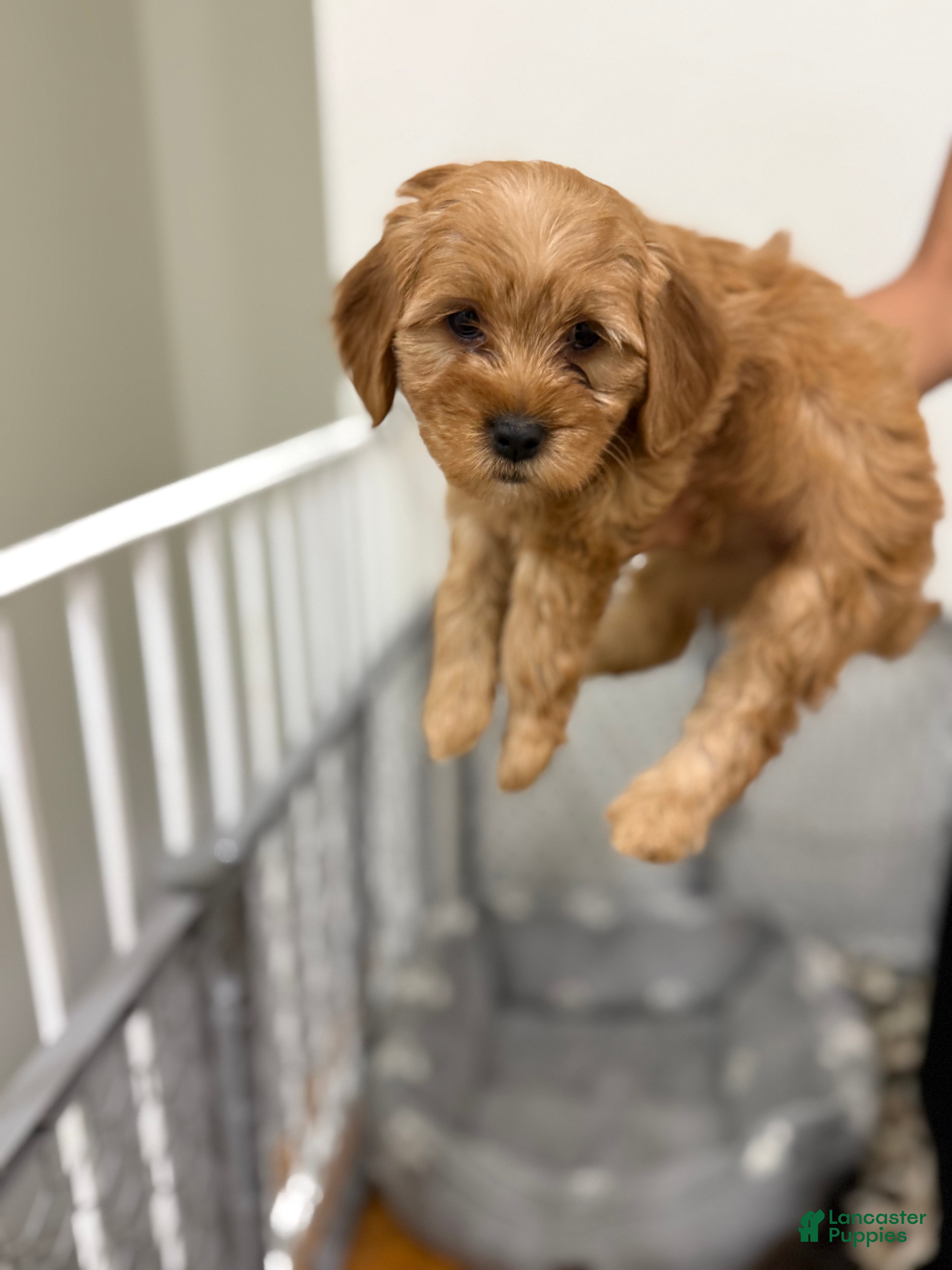 Mixed Breed dogs Mixed Breed 5 - Ad 27