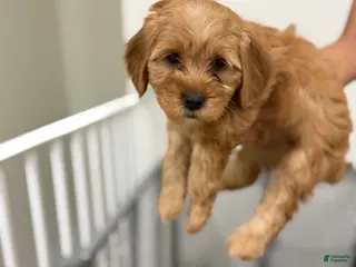 Mixed Breed dogs Mixed Breed 5 - Ad 27