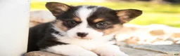 Welsh Corgi Pembroke dogs for sale: Olaf - Ad 3
