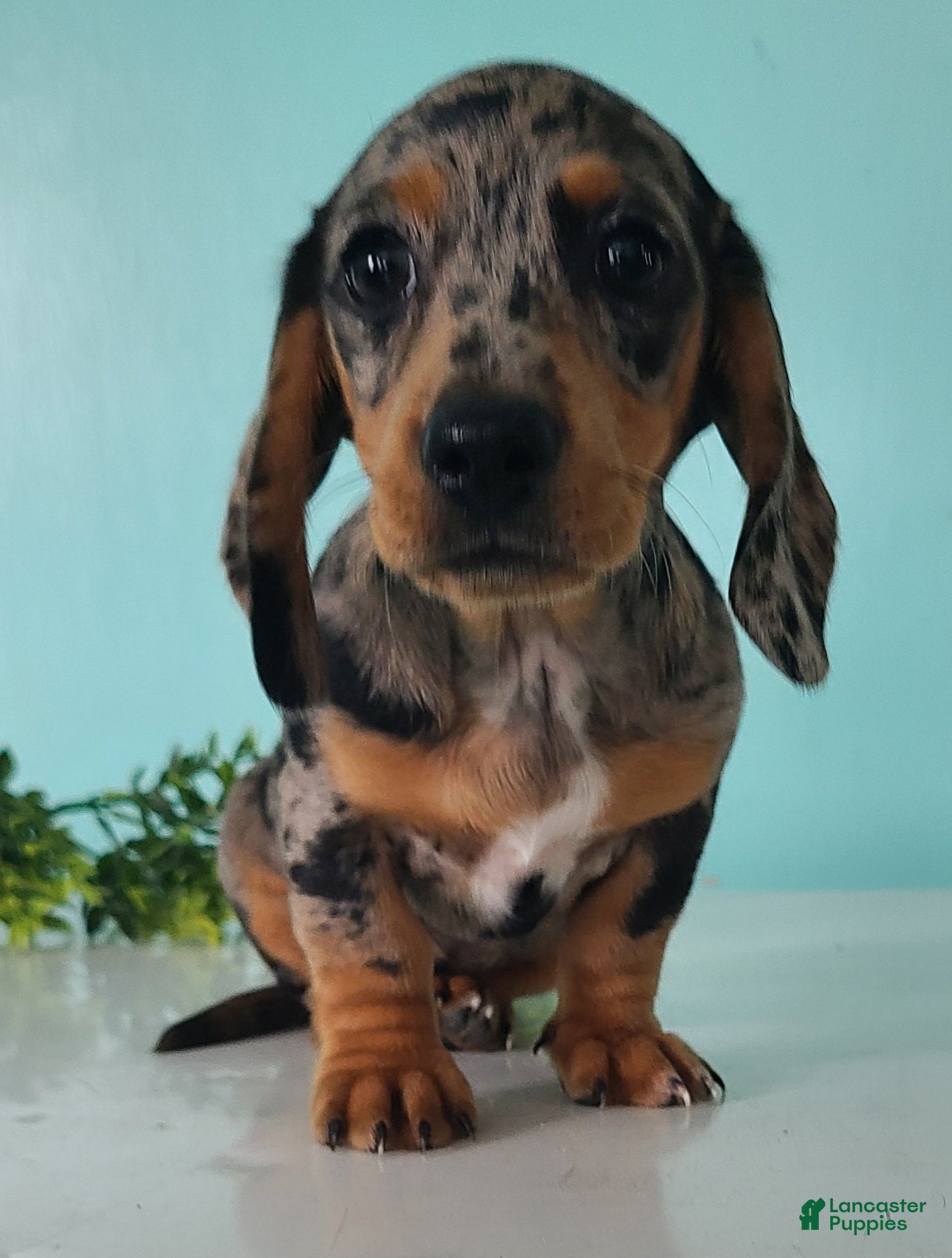 Miniature Dachshund dogs Flower - Ad 2