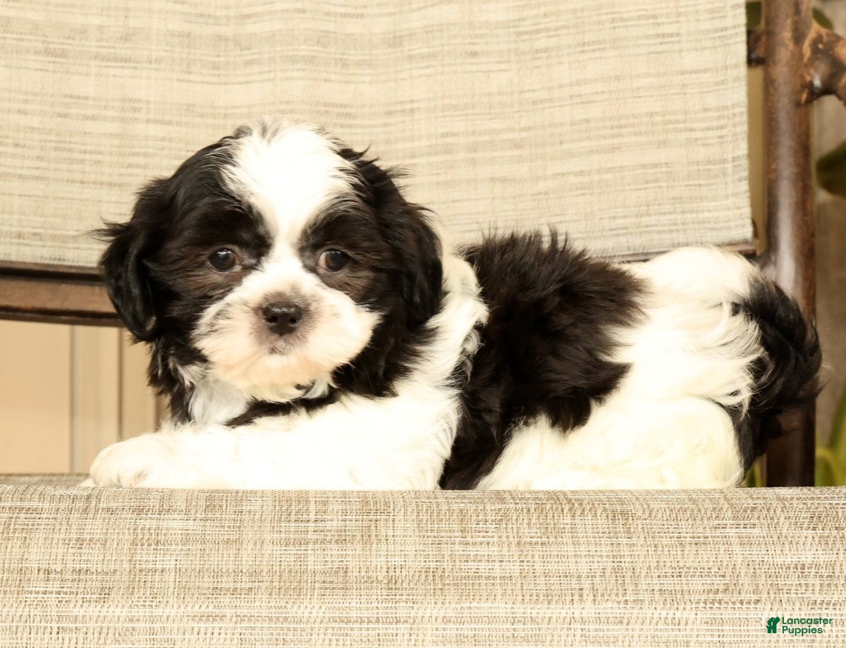 Malshi dogs for sale: Max - Ad 6