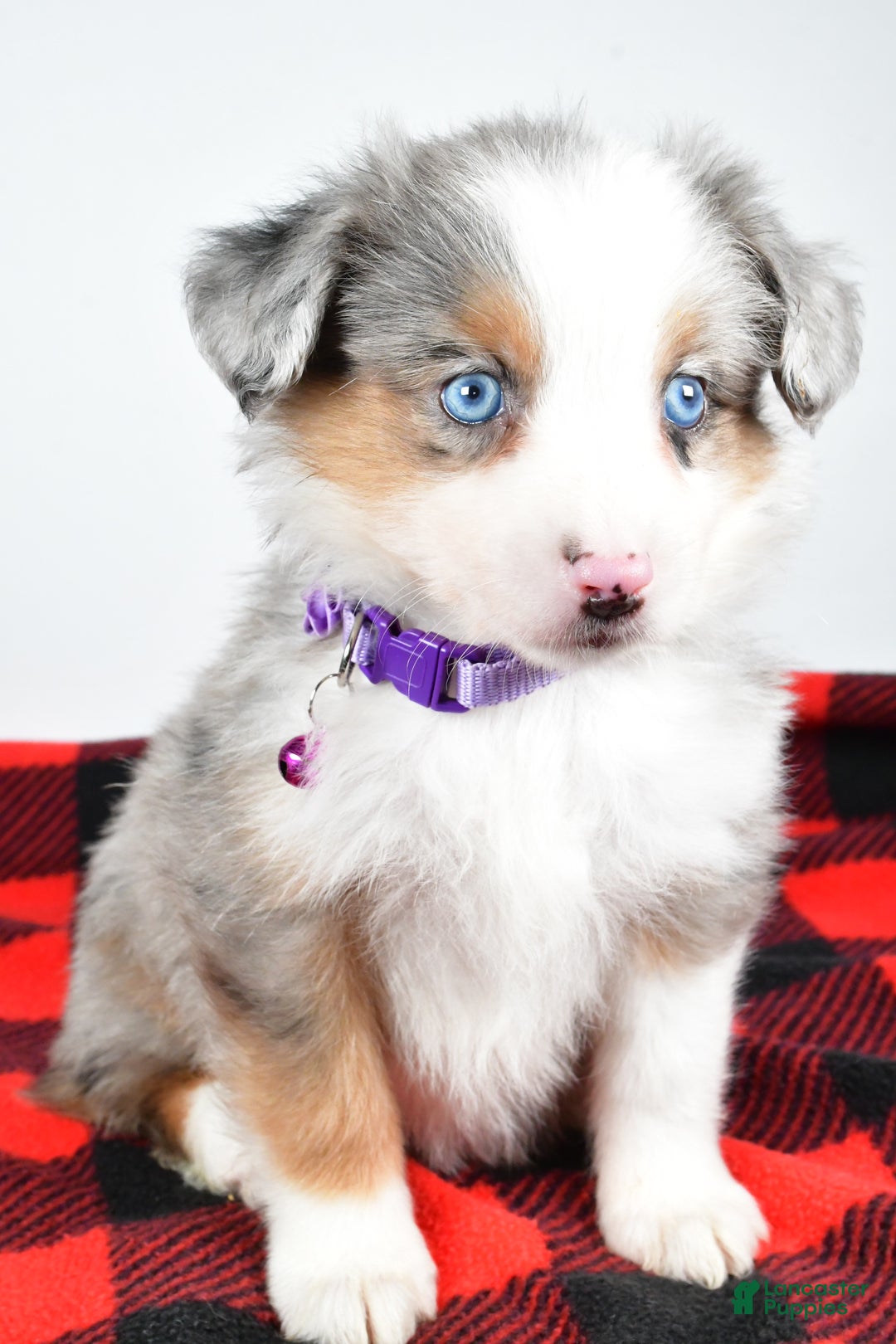 Miniature Australian Shepherd dogs for sale: Jenny - Ad 3
