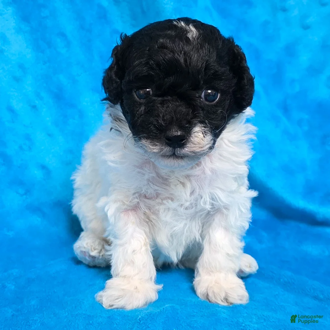 Standard Poodle dogs for sale: Ella - Ad 6