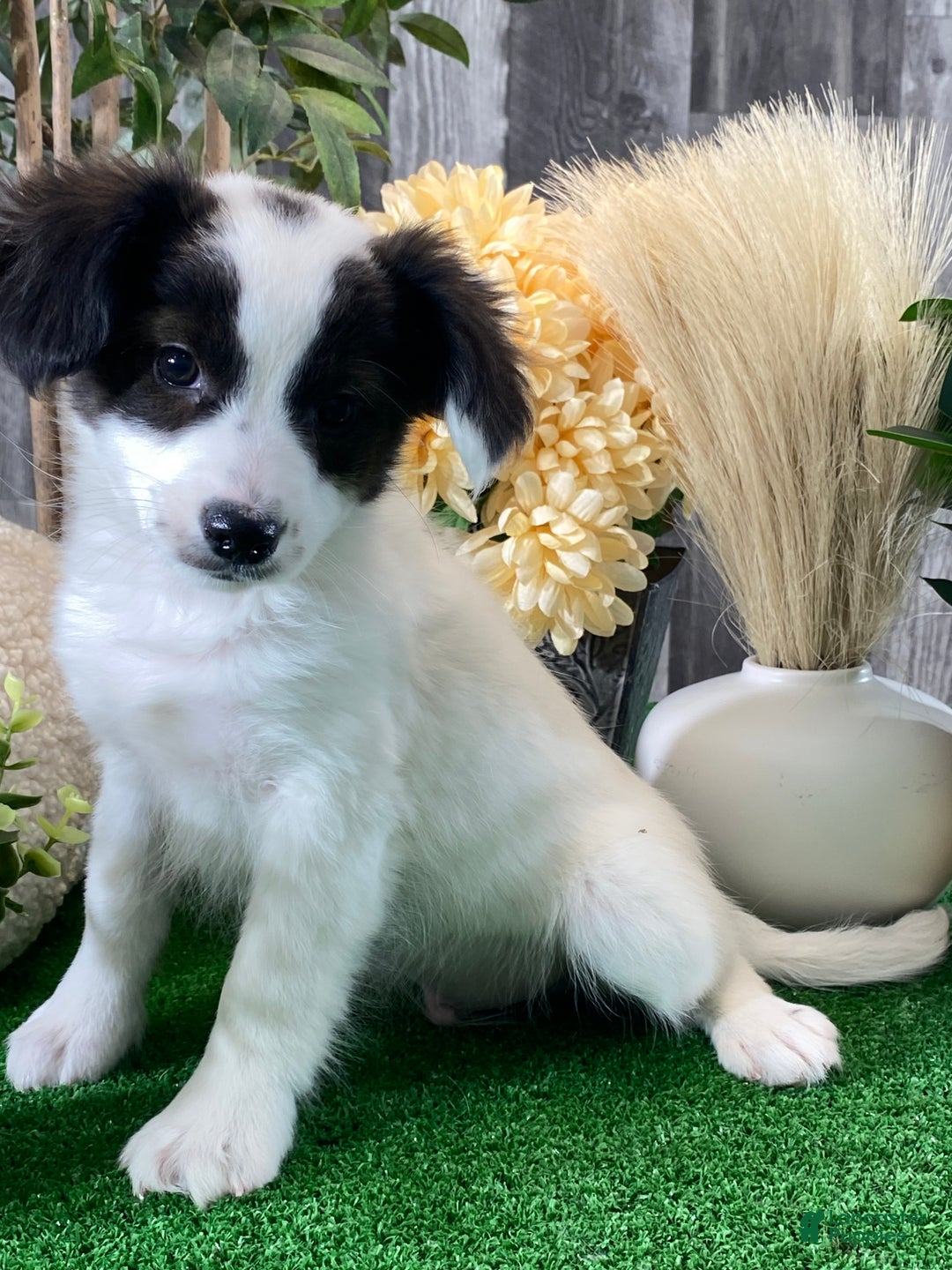 Papillon dogs for sale: Riley  - Ad 3