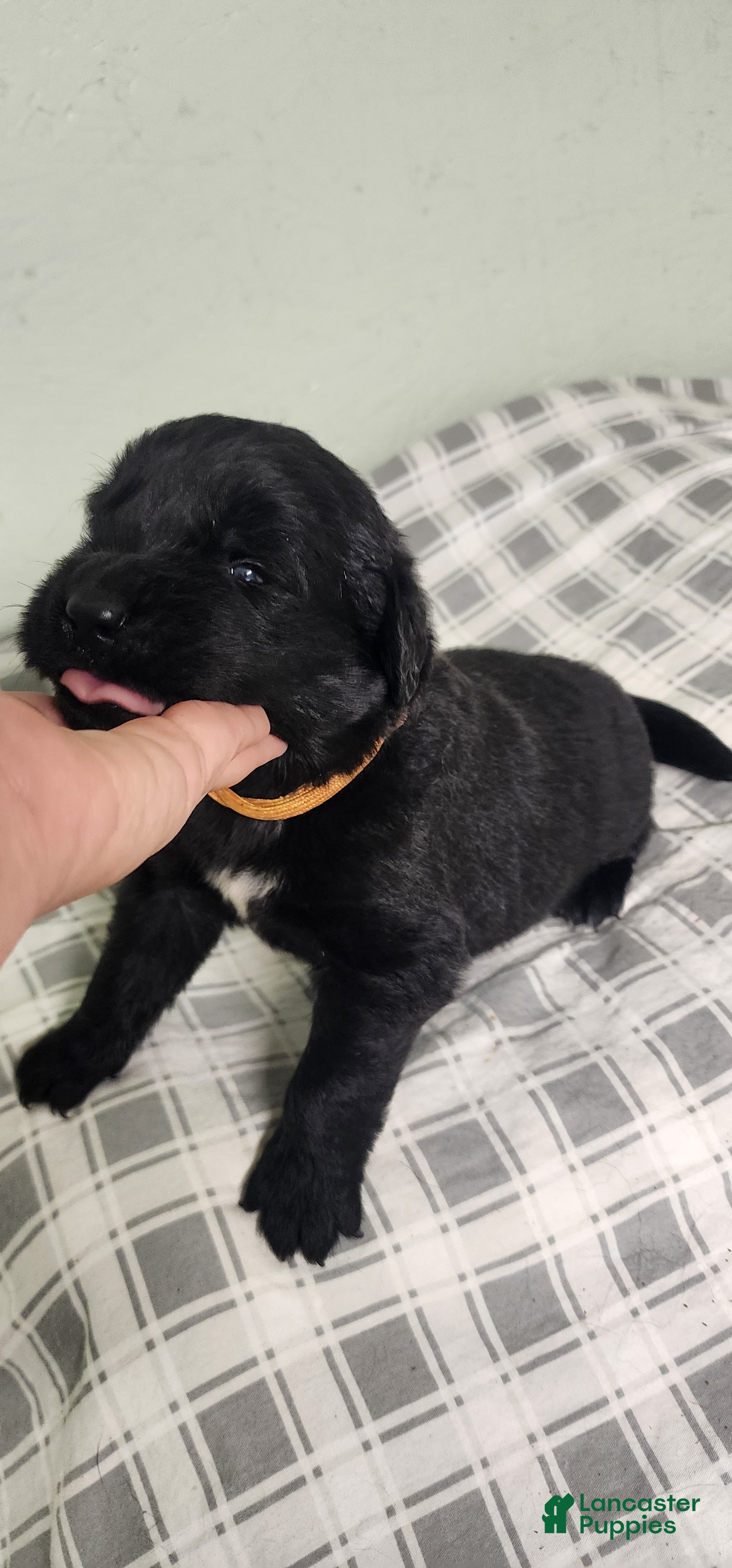 Newfoundland dogs Orange - Ad 2